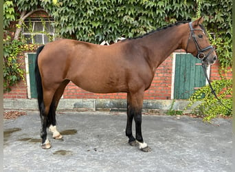 Koń westfalski, Klacz, 9 lat, 166 cm, Gniada