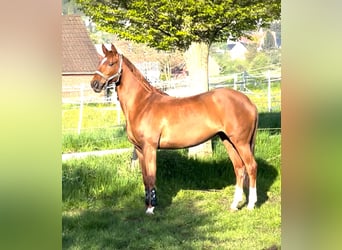 Koń westfalski, Klacz, 9 lat, 167 cm, Kasztanowata