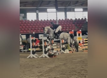 Koń westfalski, Klacz, 9 lat, 168 cm, Siwa