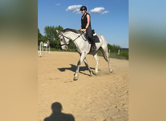 Koń westfalski, Klacz, 9 lat, 168 cm, Siwa