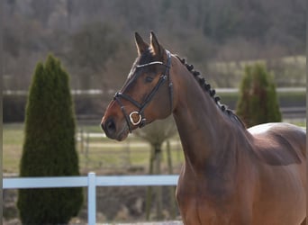 Koń westfalski, Klacz, 9 lat, 170 cm, Gniada