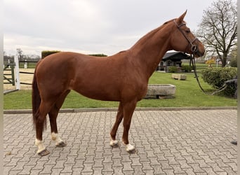 Koń westfalski, Klacz, 9 lat, 170 cm, Kasztanowata