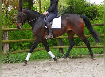 Koń westfalski, Klacz, 9 lat, 170 cm