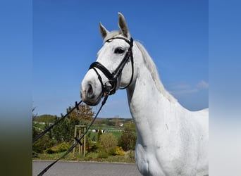 Koń westfalski, Klacz, 9 lat, 170 cm, Siwa