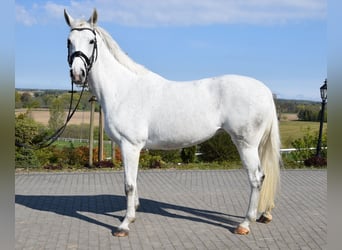 Koń westfalski, Klacz, 9 lat, 170 cm, Siwa