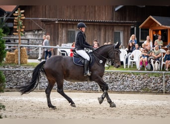 Koń westfalski, Klacz, 9 lat, 170 cm, Skarogniada