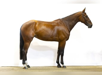 Koń westfalski, Klacz, 9 lat, 171 cm, Gniada