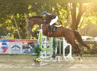 Koń westfalski, Klacz, 9 lat, 172 cm, Ciemnogniada