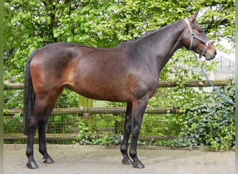 Koń westfalski, Klacz, 9 lat, 173 cm
