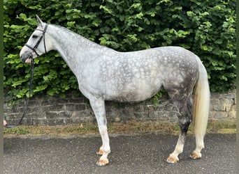 Koń westfalski, Klacz, 9 lat, 173 cm, Siwa