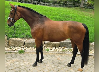 Koń westfalski, Klacz, 9 lat, 174 cm, Gniada