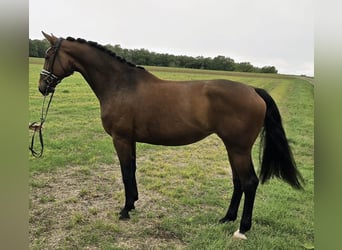 Koń westfalski, Klacz, 9 lat, 174 cm, Gniada