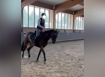 Koń westfalski, Klacz, 9 lat, 175 cm, Gniada
