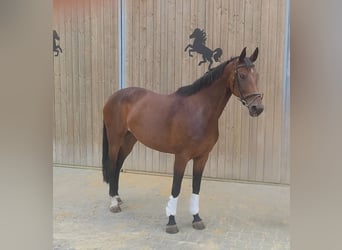 Koń westfalski, Klacz, 9 lat, 175 cm, Gniada