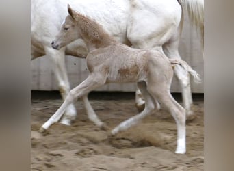 Koń westfalski, Klacz, Źrebak (02/2023), 167 cm, Izabelowata