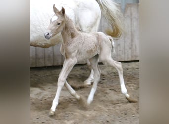 Koń westfalski, Klacz, Źrebak (02/2023), 167 cm, Izabelowata