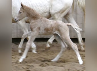 Koń westfalski, Klacz, Źrebak (02/2023), 167 cm, Izabelowata