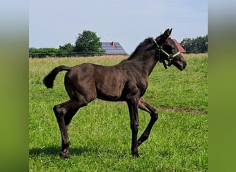 Koń westfalski, Klacz, Źrebak (05/2024), 168 cm, Kara