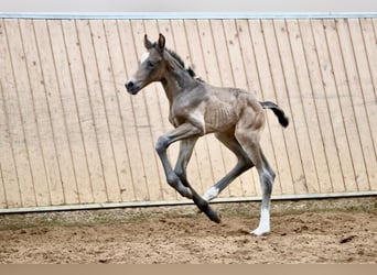 Koń westfalski, Klacz, , 168 cm, Skarogniada