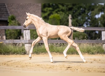 Koń westfalski, Klacz, , 170 cm, Izabelowata
