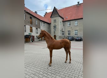 Koń westfalski, Klacz, Źrebak (05/2025), 170 cm, Kasztanowata