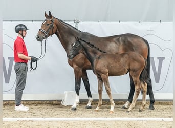 Koń westfalski, Klacz, Źrebak (04/2024), Skarogniada