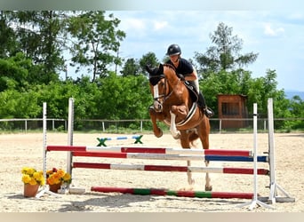 Koń westfalski, Ogier, 10 lat, 168 cm, Ciemnokasztanowata