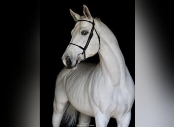 Koń westfalski, Ogier, 10 lat, 168 cm, Siwa