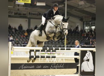 Koń westfalski, Ogier, 10 lat, 172 cm, Siwa