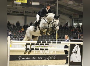 Koń westfalski, Ogier, 10 lat, 172 cm, Siwa