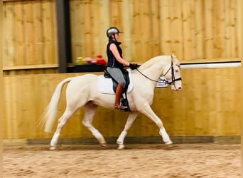 Koń westfalski Mix, Ogier, 14 lat, 163 cm, Cremello