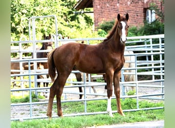 Koń westfalski, Ogier, 1 Rok, 170 cm, Ciemnokasztanowata