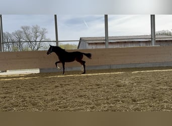 Koń westfalski, Ogier, 1 Rok, 180 cm, Gniada