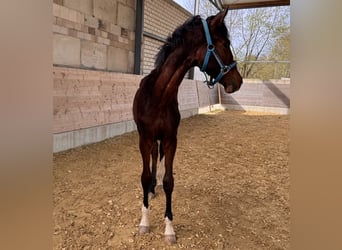 Koń westfalski, Ogier, 1 Rok, 180 cm, Gniada