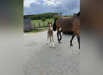 Koń westfalski, Ogier, 1 Rok, Kasztanowata