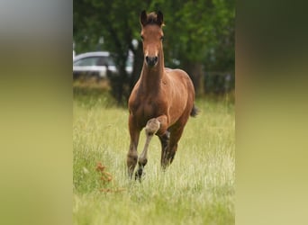 Koń westfalski, Ogier, 1 Rok, Może być siwy
