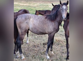 Koń westfalski, Ogier, 1 Rok, Siwa