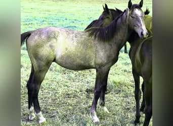 Koń westfalski, Ogier, 1 Rok, Siwa