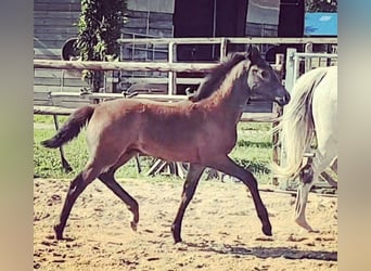 Koń westfalski, Ogier, 1 Rok, Stalowosiwy