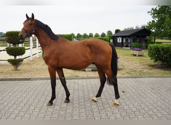 Koń westfalski, Ogier, 2 lat, 160 cm, Gniada