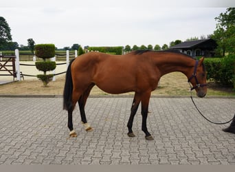 Koń westfalski, Ogier, 2 lat, 160 cm, Gniada