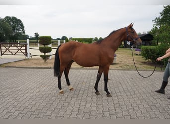 Koń westfalski, Ogier, 2 lat, 160 cm, Gniada
