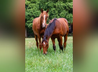 Koń westfalski, Ogier, 2 lat, 160 cm, Kasztanowata