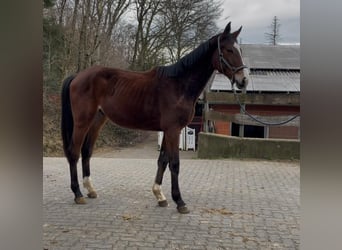 Koń westfalski, Ogier, 2 lat, 162 cm, Gniada