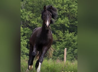 Koń westfalski, Ogier, 2 lat, 164 cm, Ciemnogniada