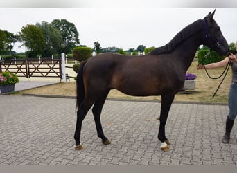 Koń westfalski, Ogier, 2 lat, 164 cm, Skarogniada