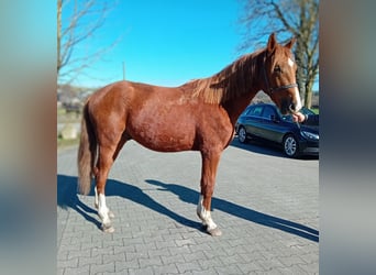 Koń westfalski, Ogier, 2 lat, 165 cm, Ciemnokasztanowata