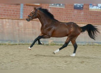 Koń westfalski, Ogier, 2 lat, 165 cm, Gniada