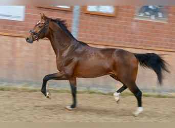 Koń westfalski, Ogier, 2 lat, 165 cm, Gniada