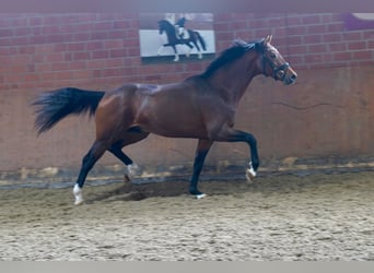 Koń westfalski, Ogier, 2 lat, 165 cm, Gniada